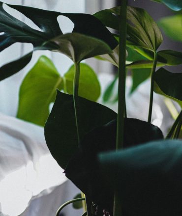 A detailed view of monstera leaves enhancing indoor decor with a tropical touch.